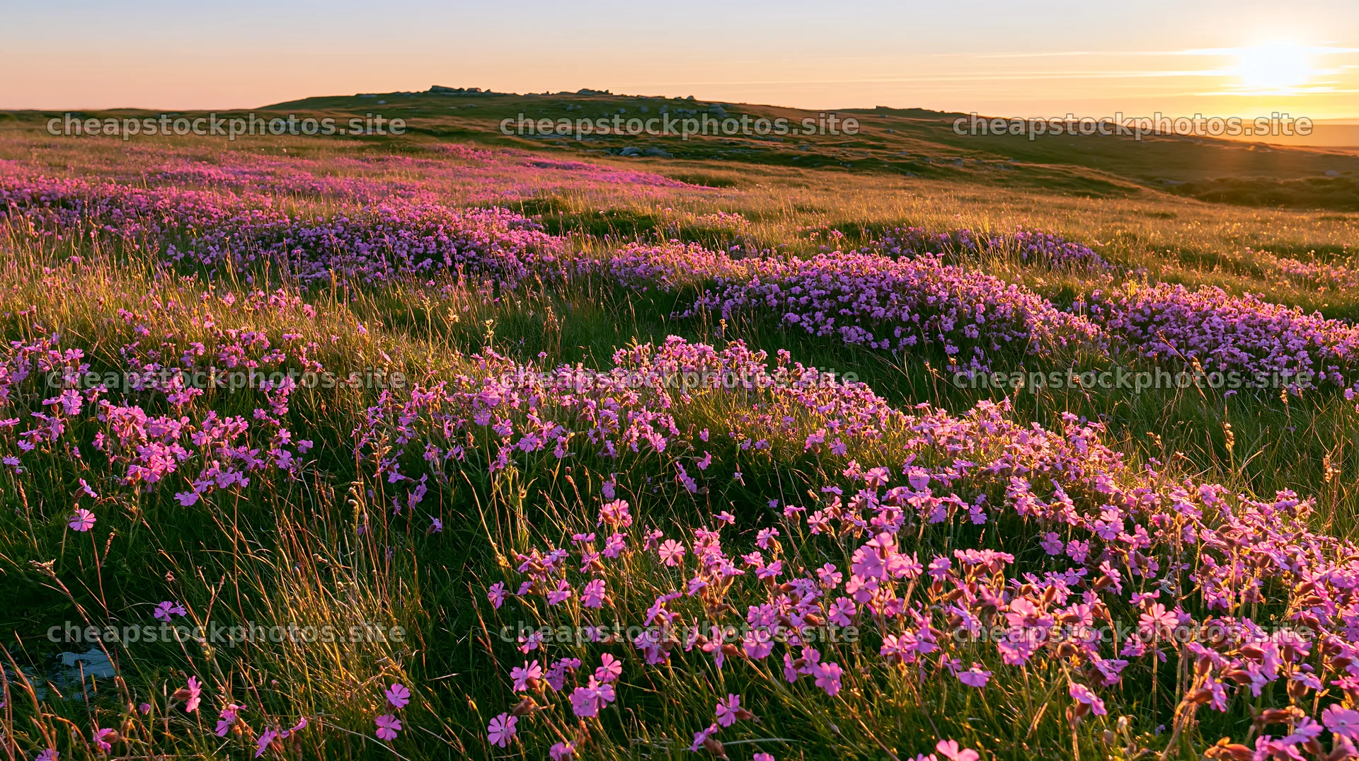 Pink campion meadow at sunset on rolling hills – stock photos 10608x5938