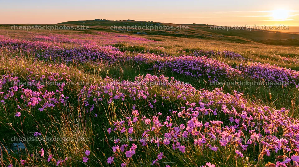 Pink campion meadow at sunset on rolling hills – stock photos 10608x5938