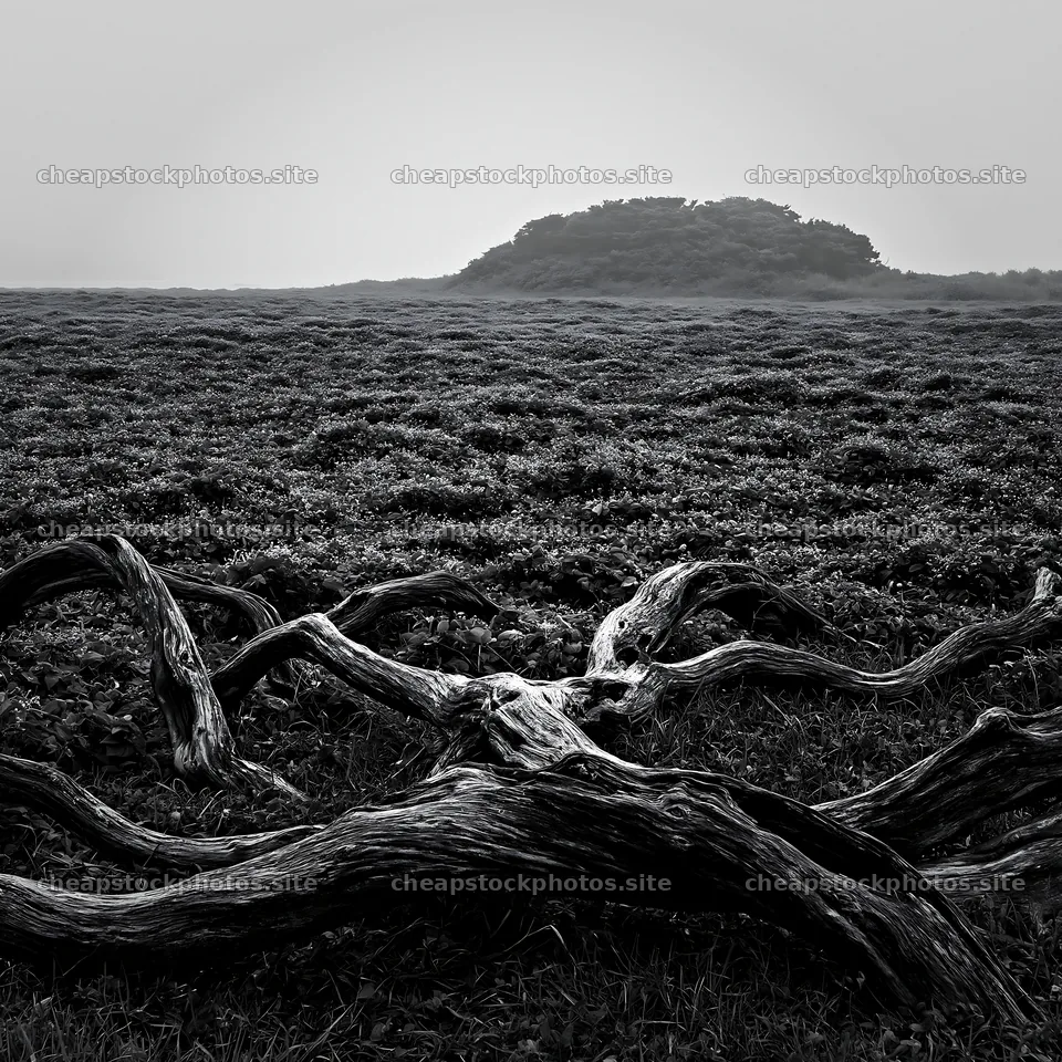Chiba coastal climate meadow with driftwood in the foreground – stock photos 7938x7938