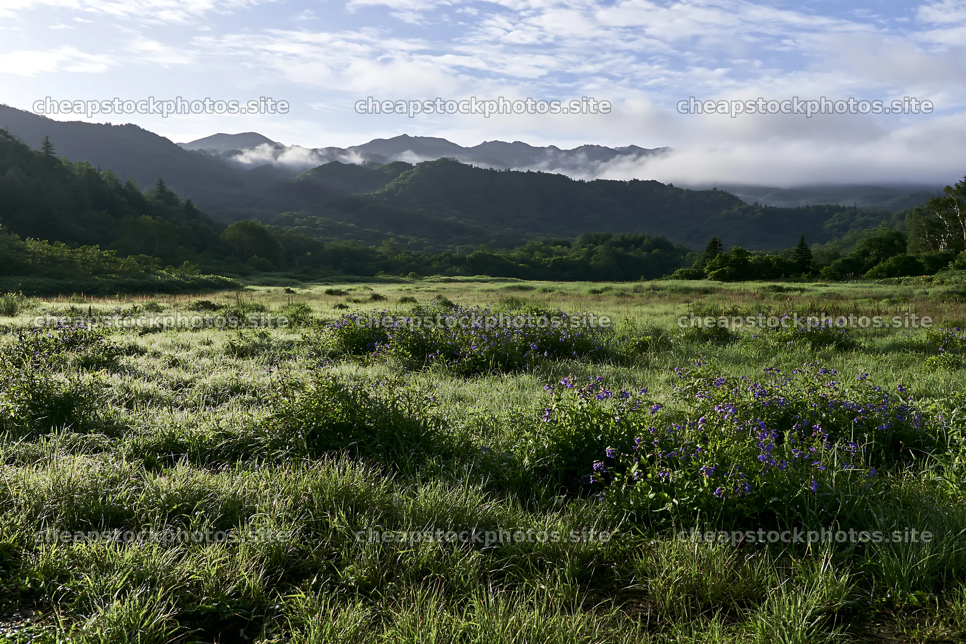 Expansive Hokkaido restoration meadow with dewdrops – stock photos 9722x6480