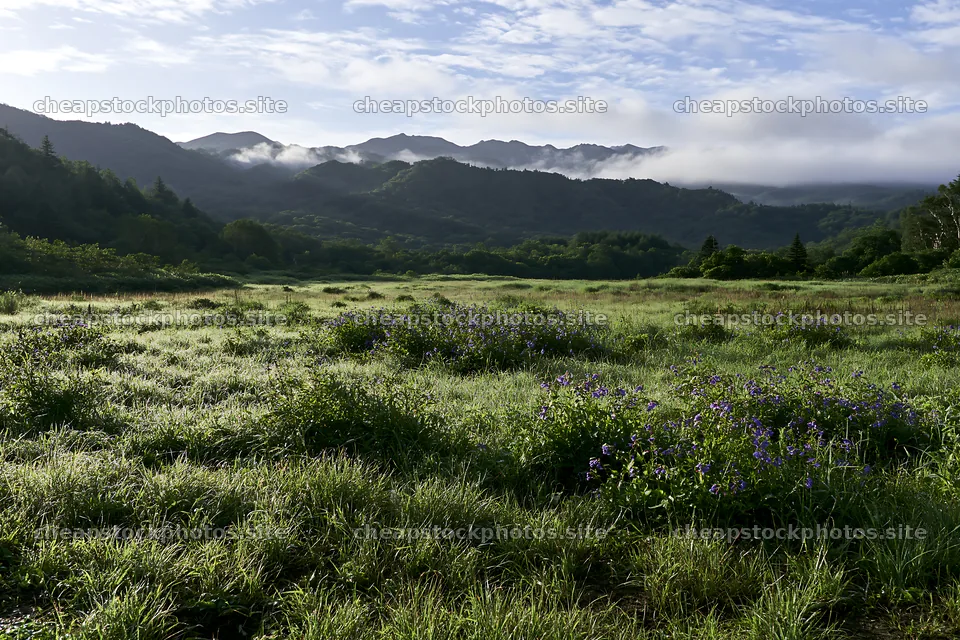 Expansive Hokkaido restoration meadow with dewdrops – stock photos 9722x6480