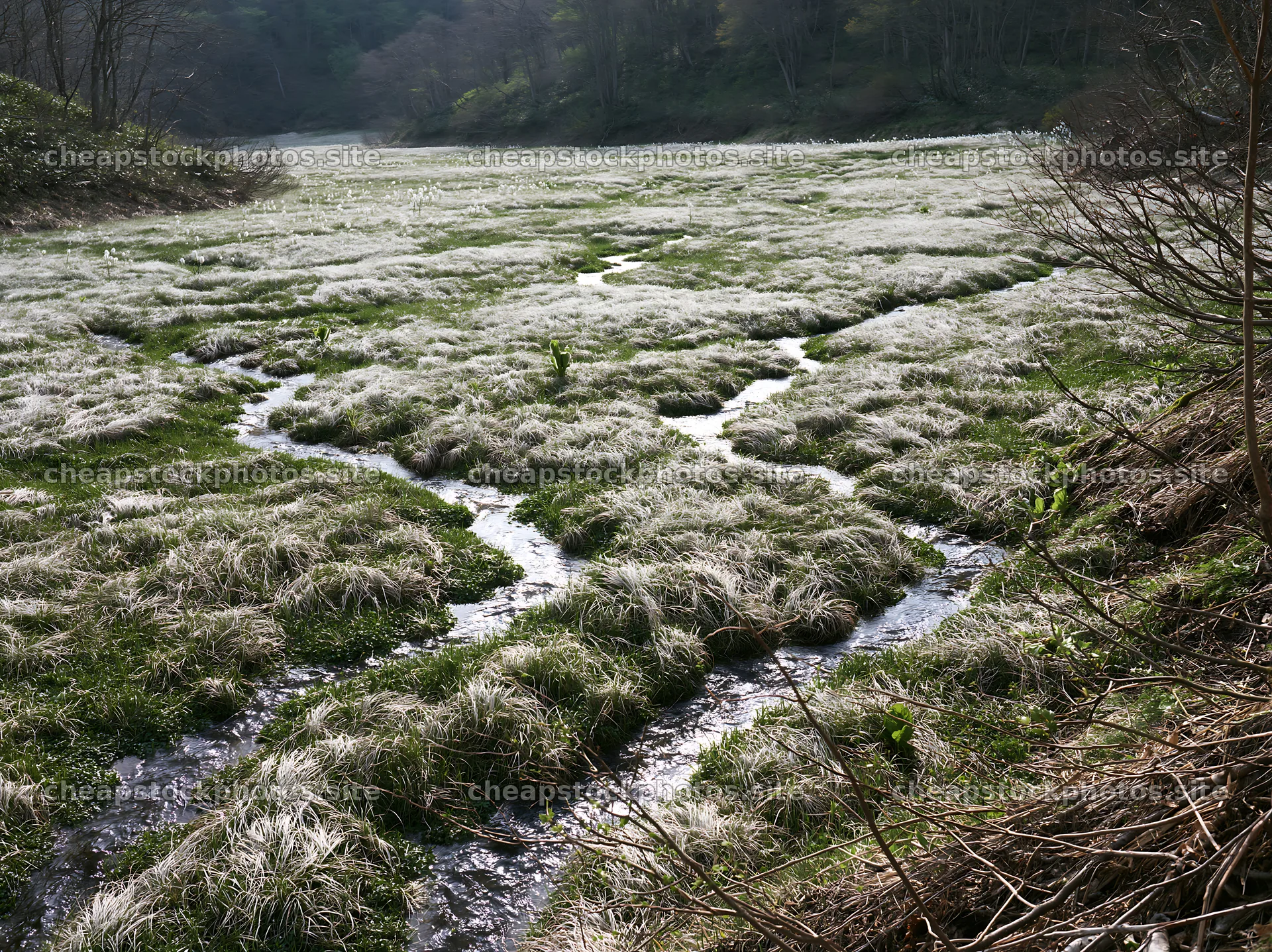 Akita snowmelt meadow with silver grasses and running water – stock photos 9174x6866