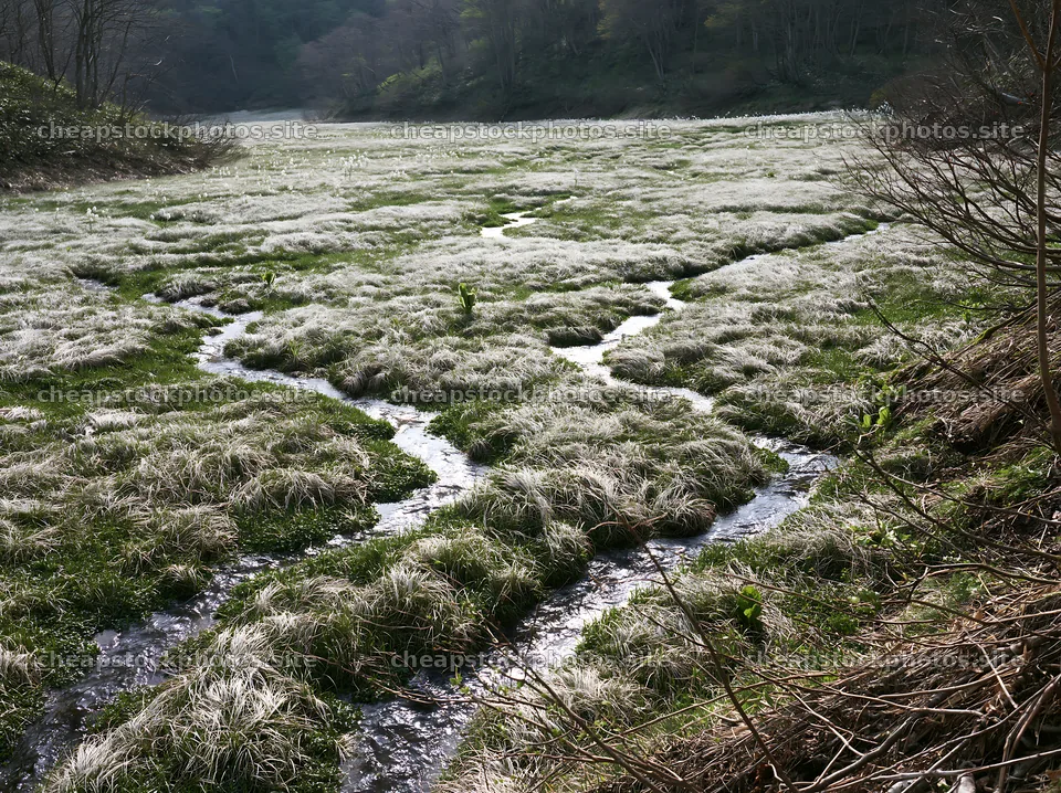 Akita snowmelt meadow with silver grasses and running water – stock photos 9174x6866