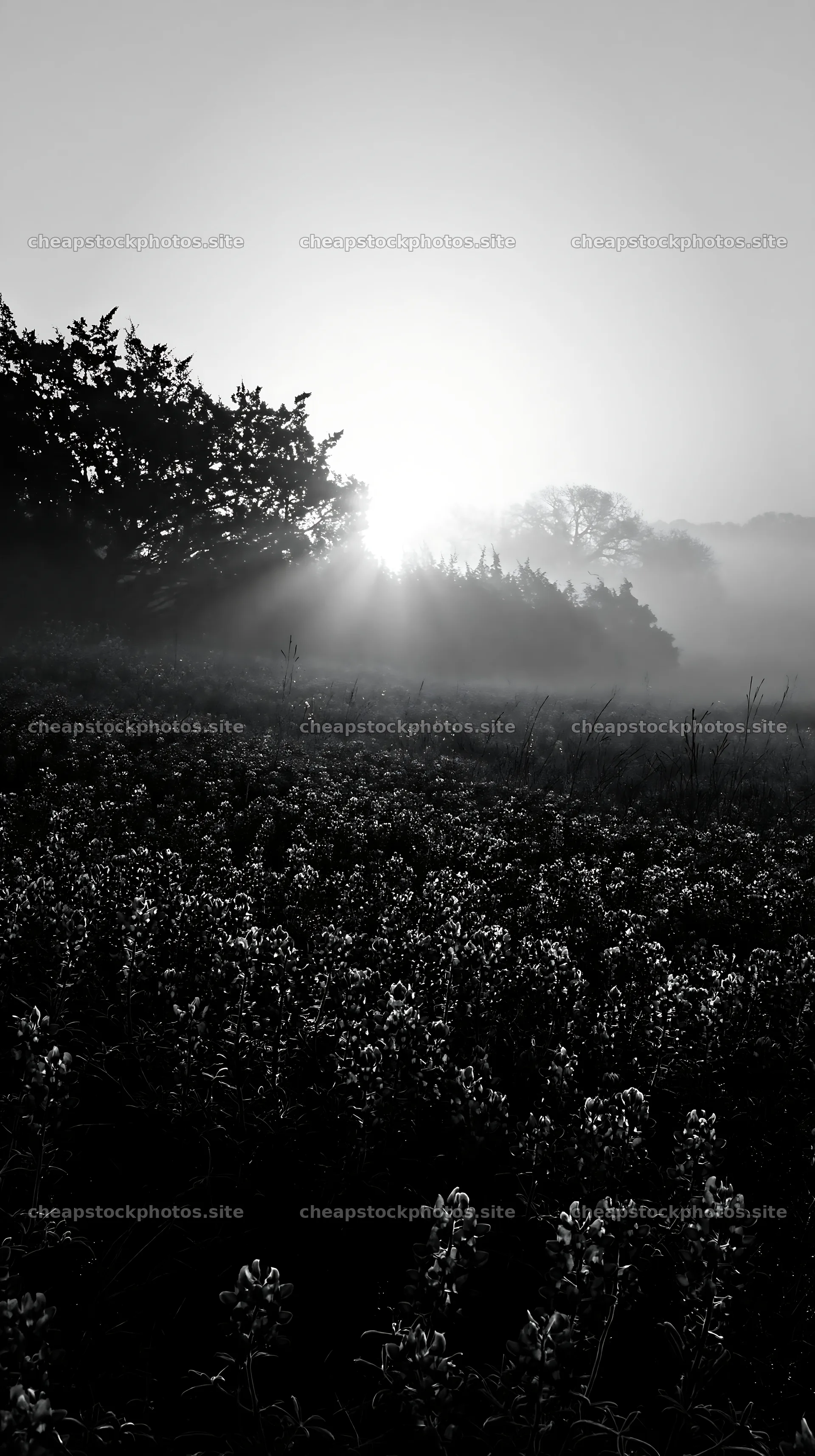 Bluebonnet meadow at sunrise with fog and light rays – stock photos 5938x10608