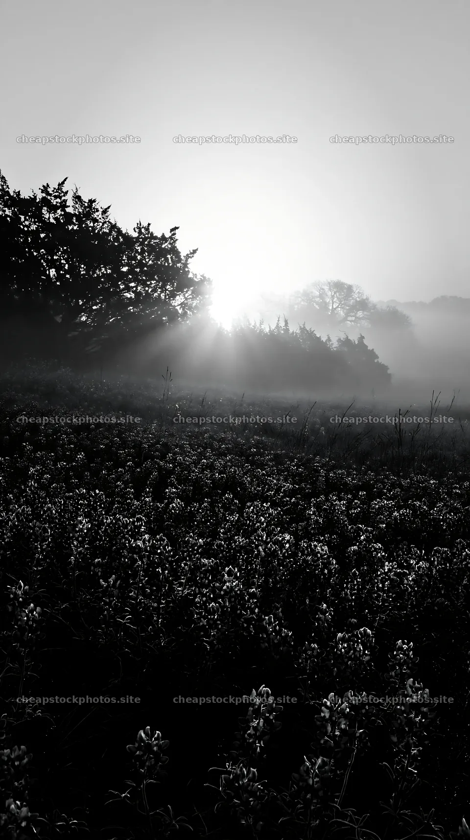 Bluebonnet meadow at sunrise with fog and light rays – stock photos 5938x10608