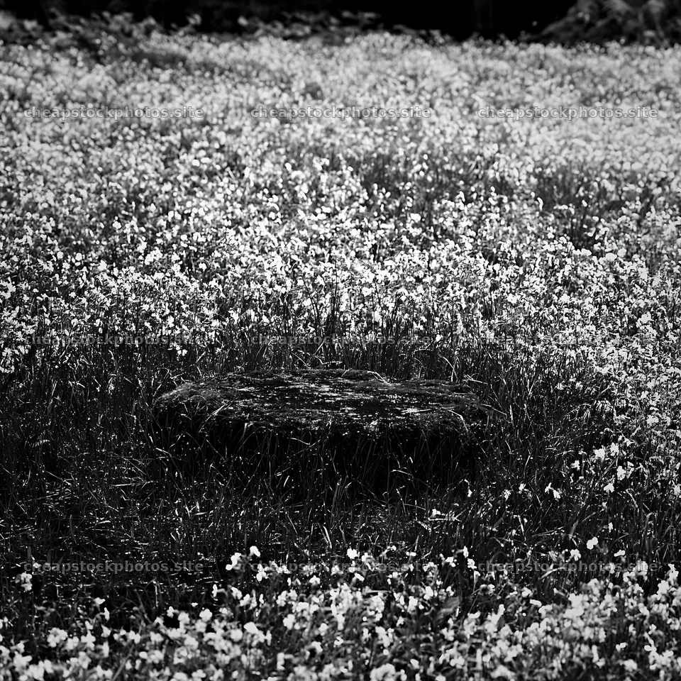 Miyagi spring recovery meadow mossy stone surrounded by flowers – stock photos 7938x7938