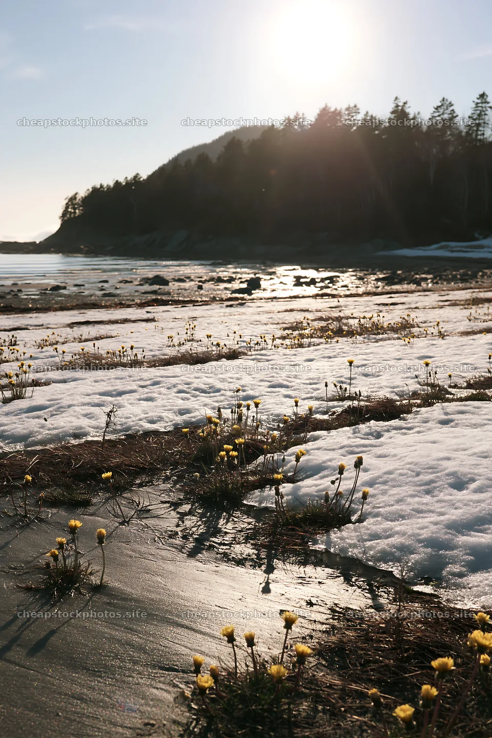 Snowy beach meadow with flowers at the edge of the shore – stock photos 6480x9722