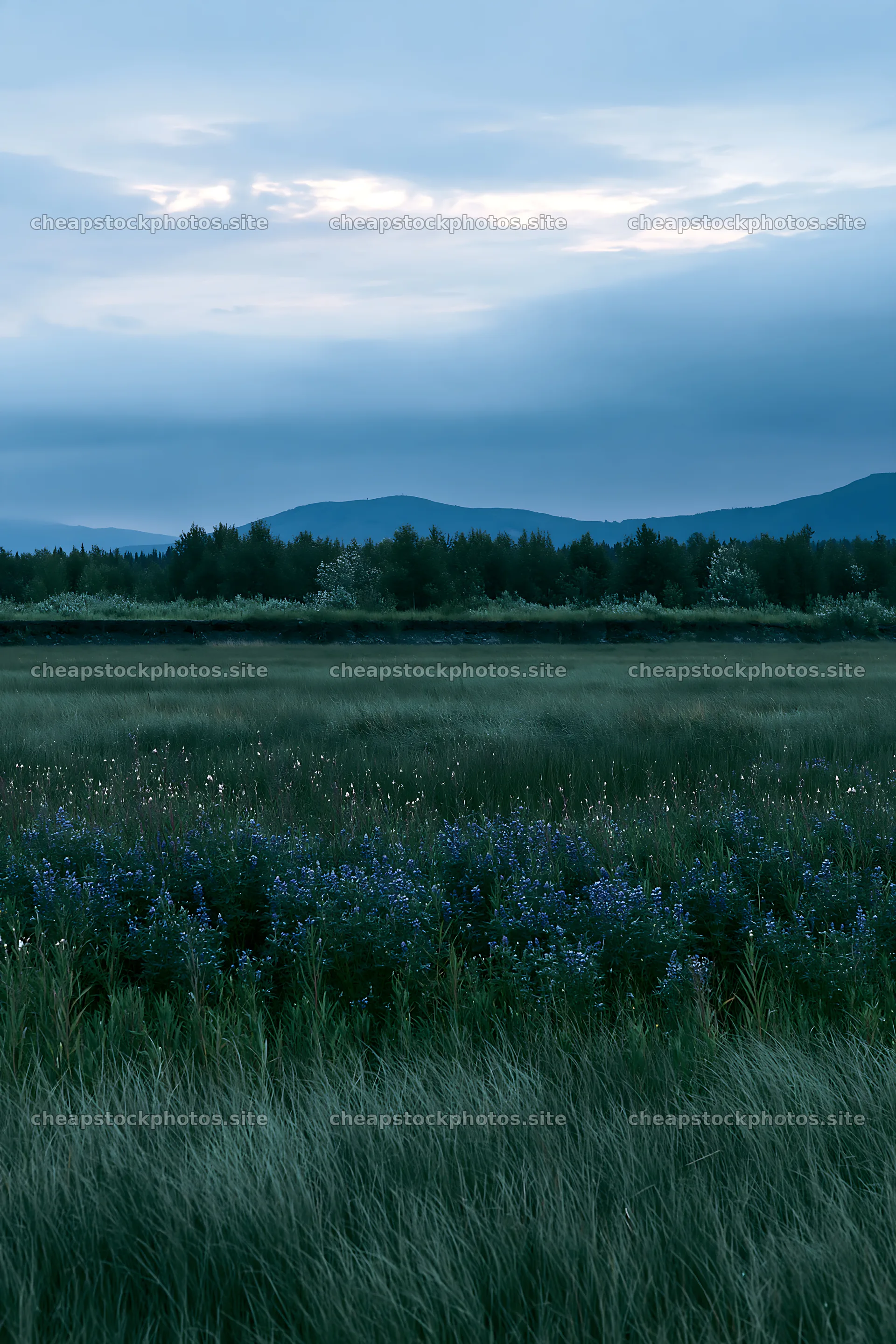 Fireweed lupine meadow under cloudy sky – stock photos 6480x9722