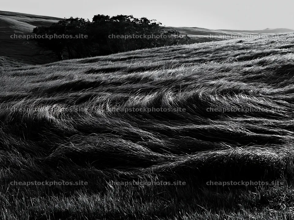 Tall grass meadow under soft light in open landscape – stock photos 9174x6866