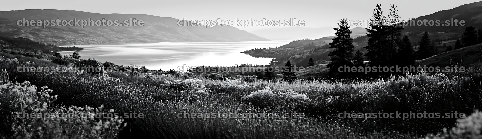 Colorful lavender meadow by the lake with distant hills – stock photos 14762x4268