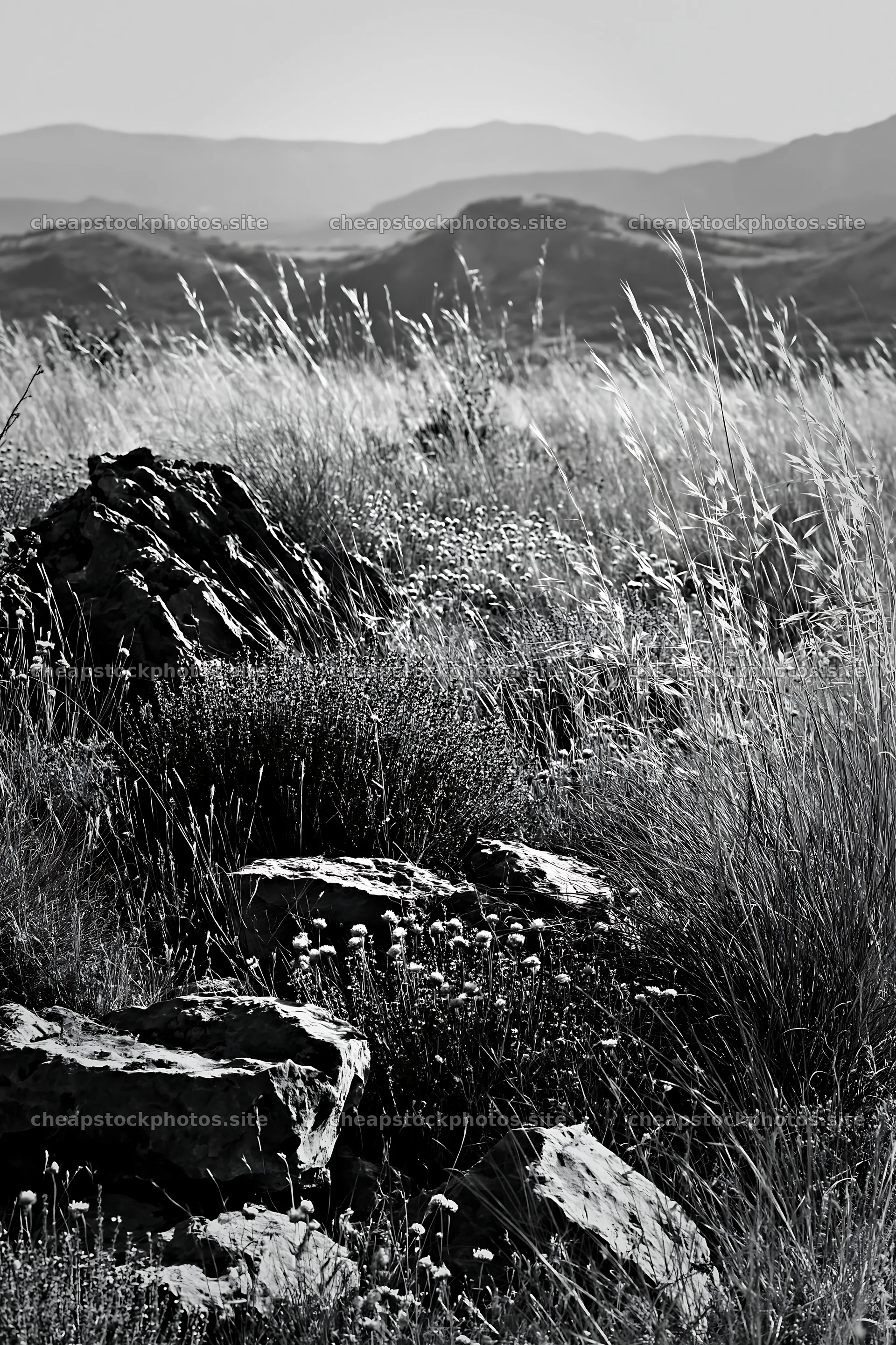 Climate-resilient meadow with rocks in natural landscape – stock photos 6480x9722