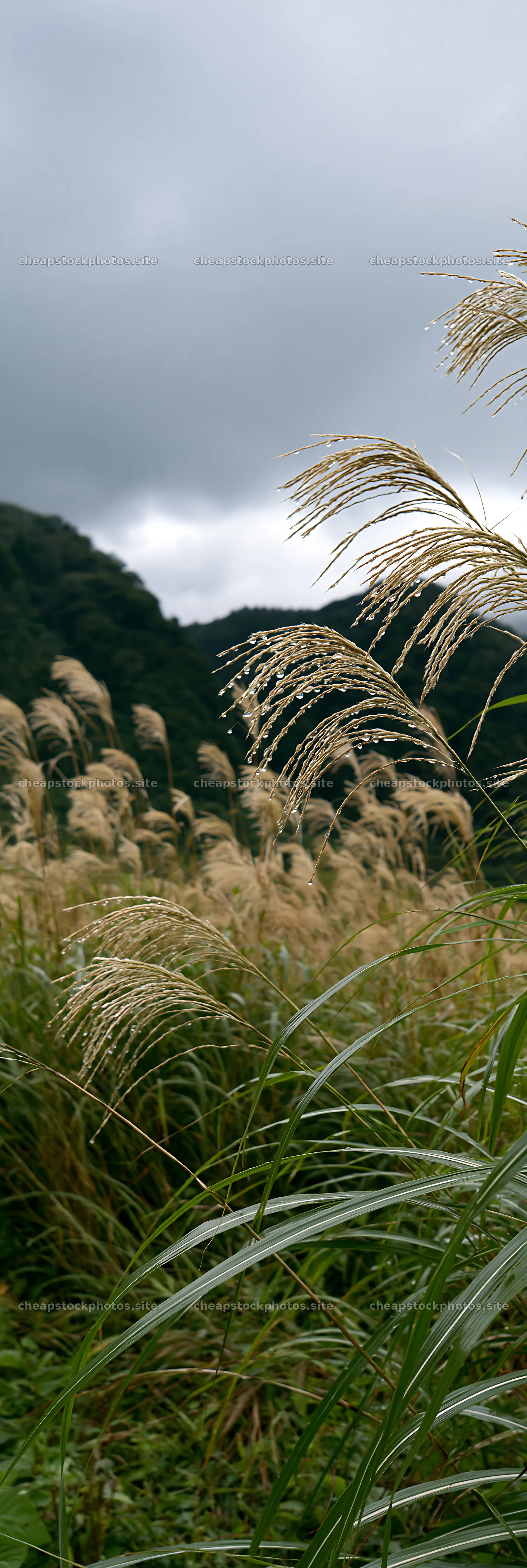 Fukui grass meadow with rain droplets on grass blades – stock photos 4602x13690