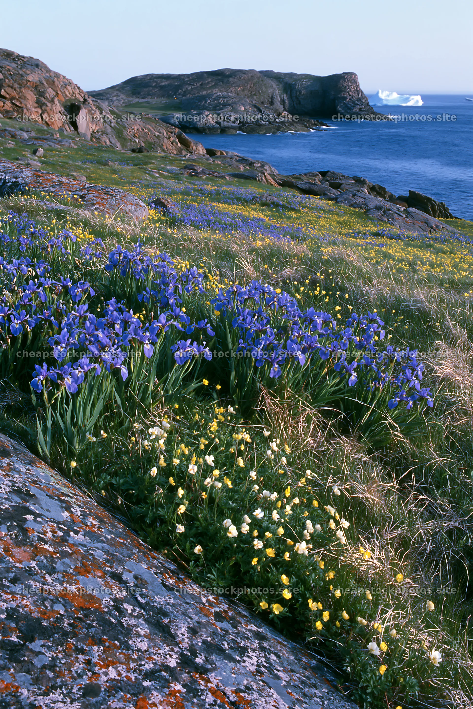 Coastal meadow with wildflowers near the ocean – stock photos 6480x9722