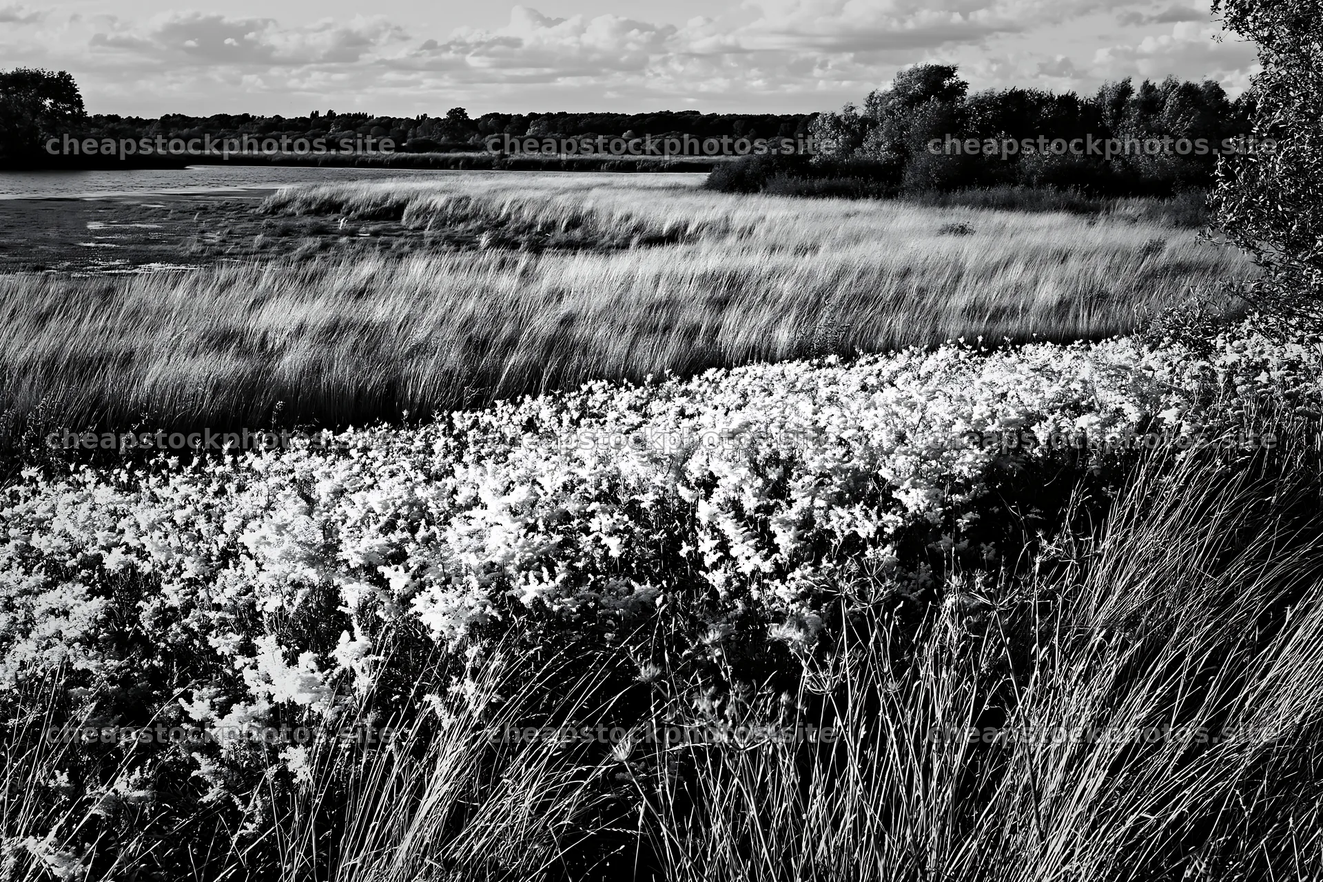 Sunlit lakeside meadow with grass and flowers – stock photos 9722x6480