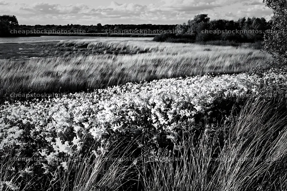Sunlit lakeside meadow with grass and flowers – stock photos 9722x6480