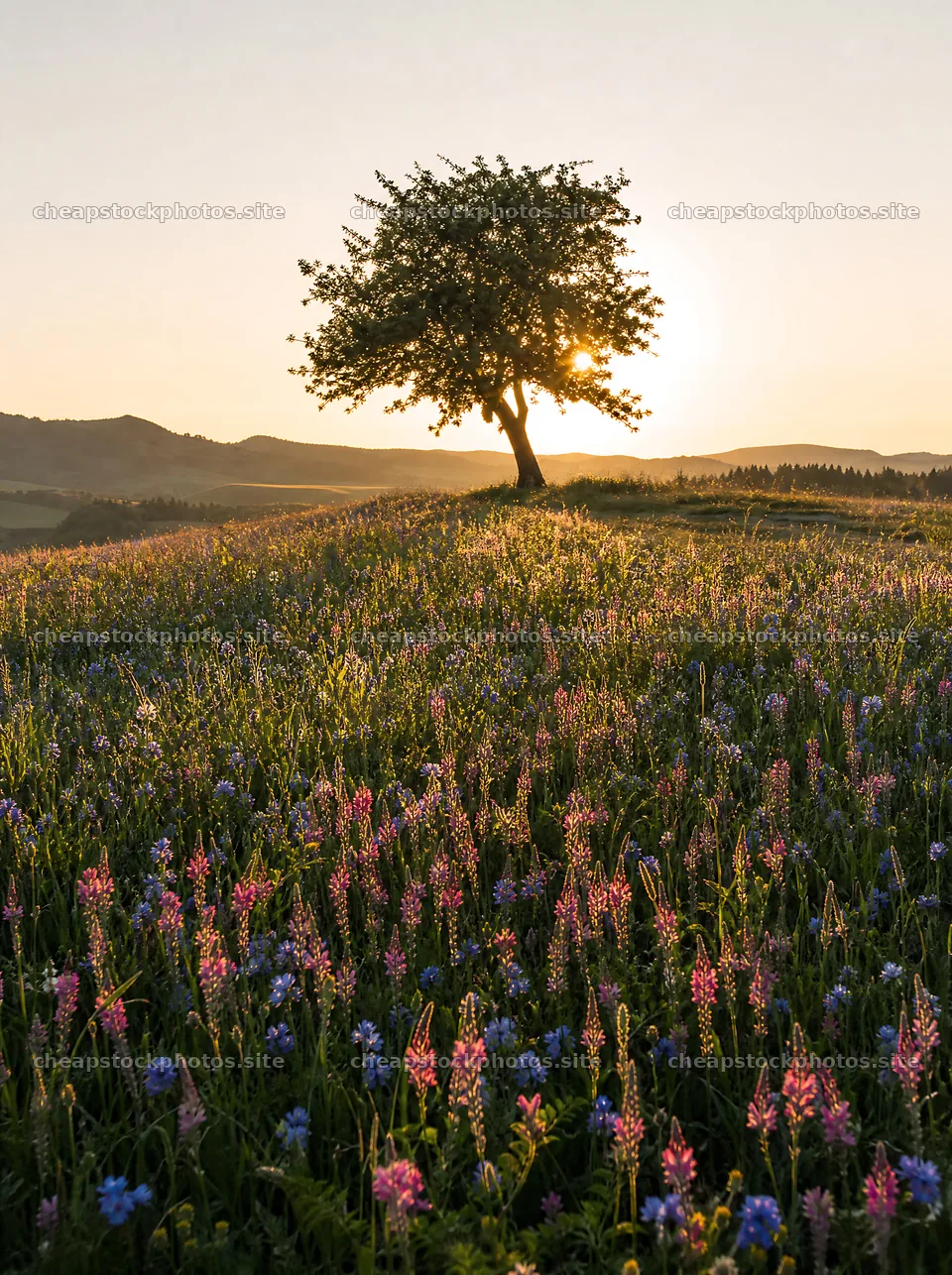 Sainfoin chicory meadow at sunset with tree and flowers – stock photos 6858x9186