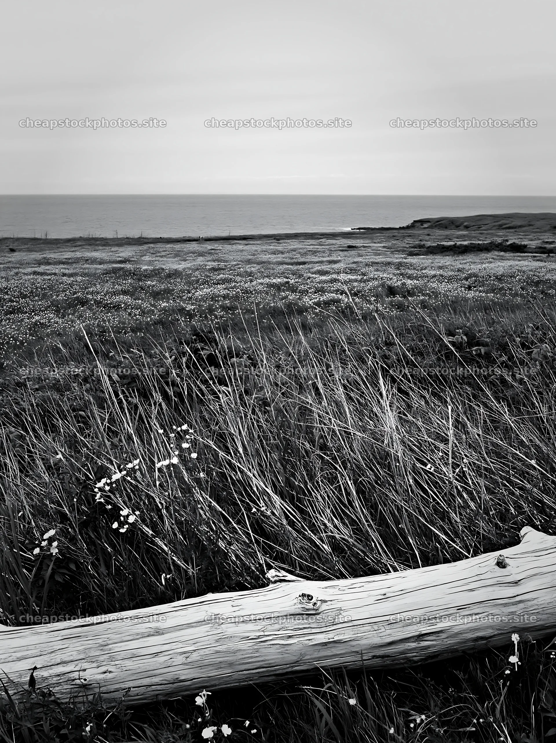 Chiba coastal climate meadow with driftwood at the foreground – stock photos 6866x9174