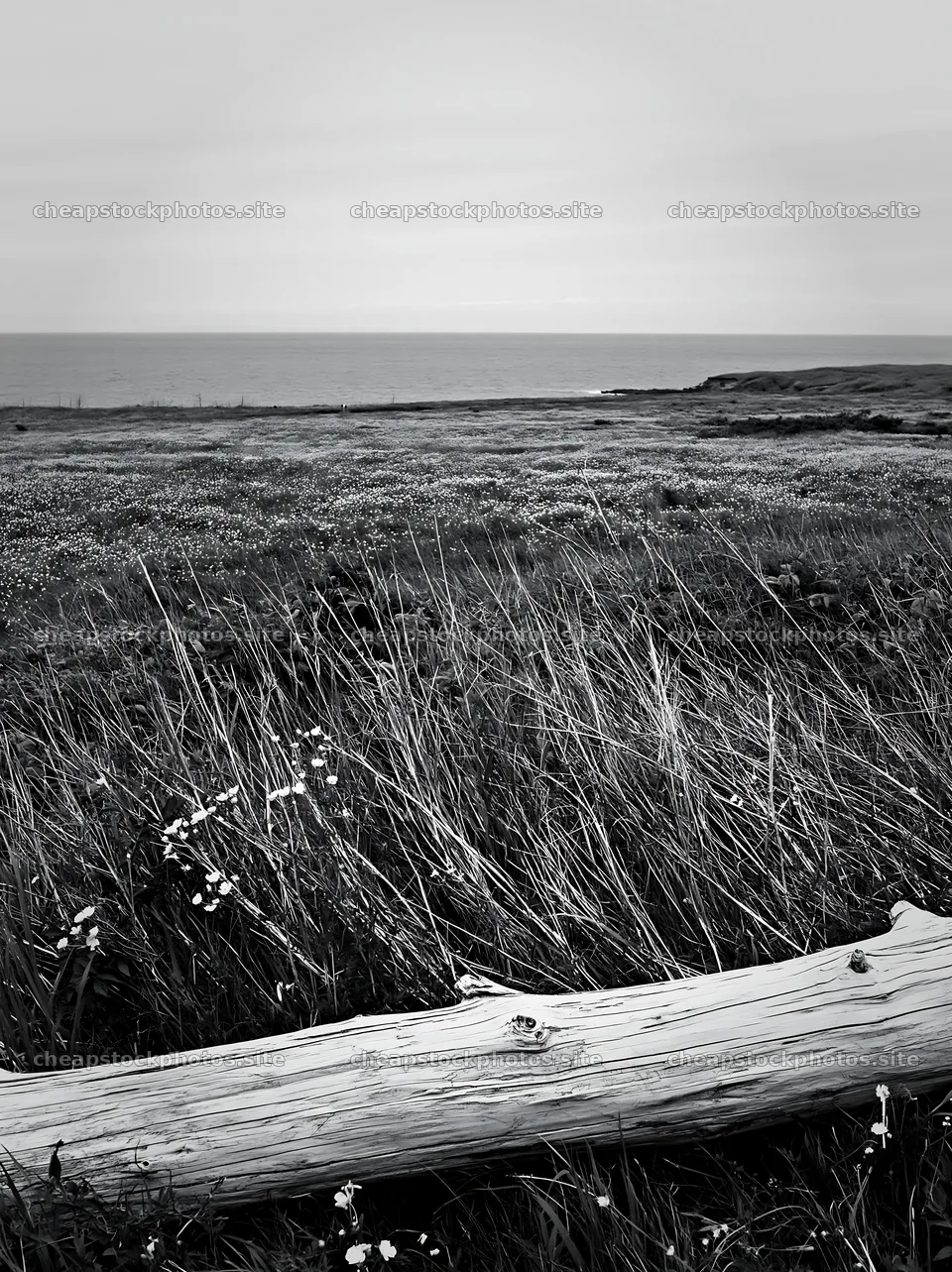 Chiba coastal climate meadow with driftwood at the foreground – stock photos 6866x9174