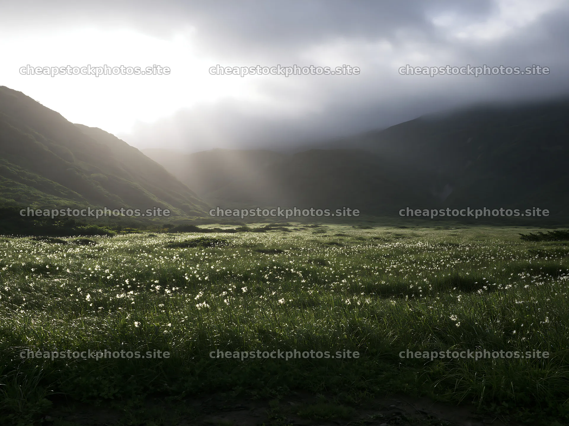 Akita snowmelt meadow with silver grasses under dramatic light – stock photos 9174x6866