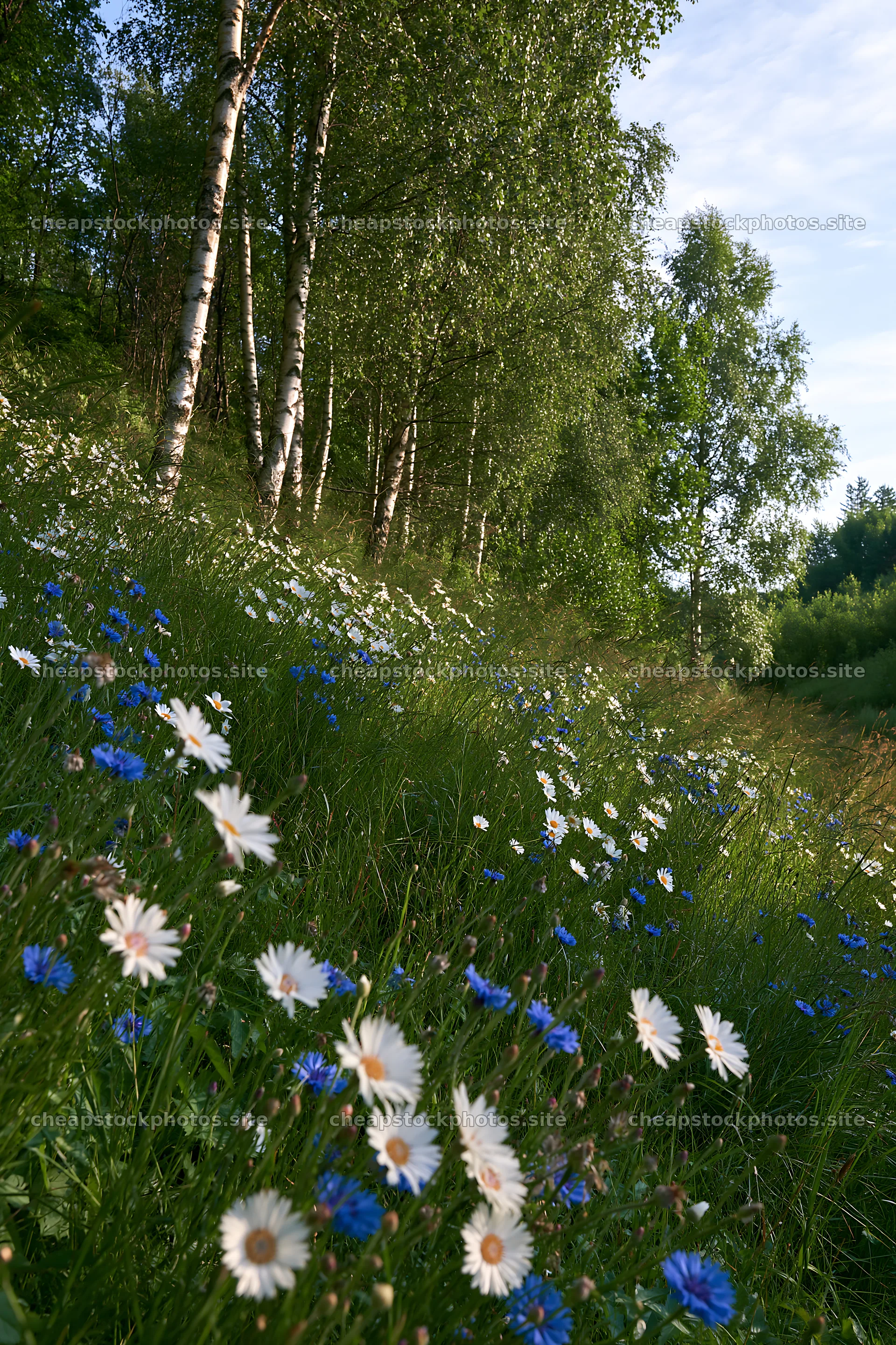 Birch grove with wildflowers and blue sky – stock photos 6480x9722
