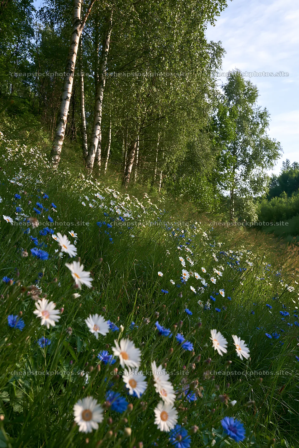 Birch grove with wildflowers and blue sky – stock photos 6480x9722