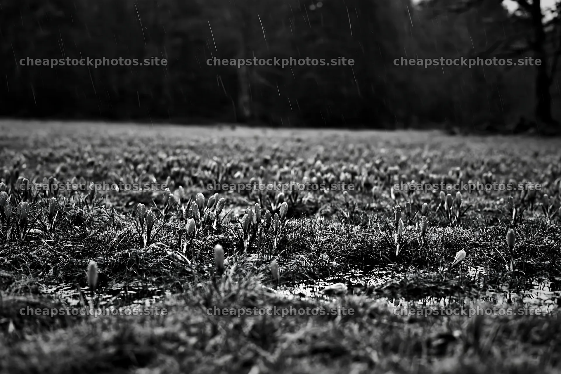 Crocuses bloom in a meadow during spring rain – stock photos 9722x6480
