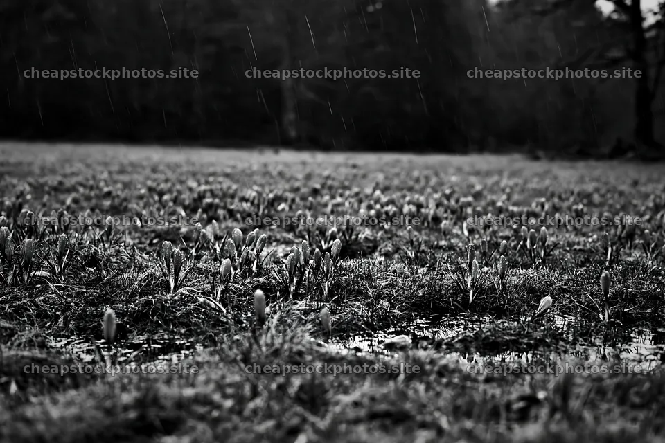 Crocuses bloom in a meadow during spring rain – stock photos 9722x6480