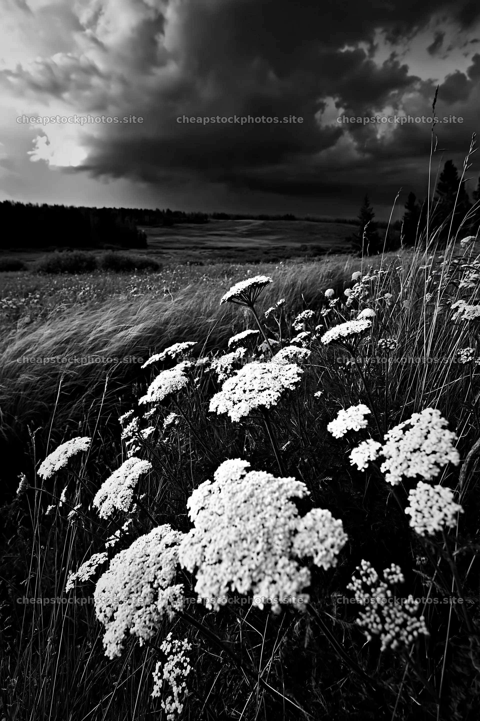 Yarrow meadow bloom under cloudy sky – stock photos 6480x9722