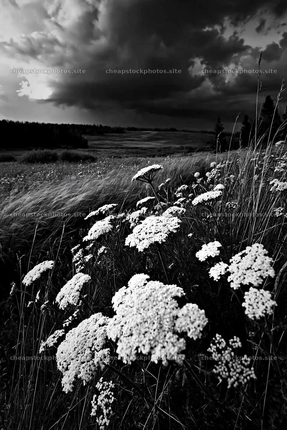 Yarrow meadow bloom under cloudy sky – stock photos 6480x9722