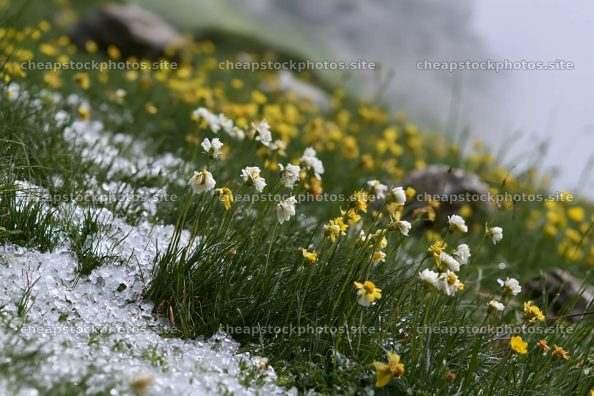 Colorful flowers growing in a meadow after snowfall – stock photos 9722x6480
