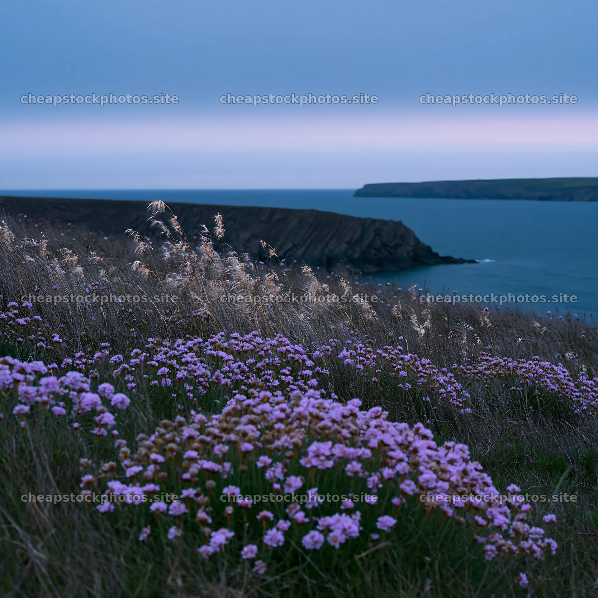 Coastal meadow with flowers and ocean view at dusk – stock photos 7938x7938