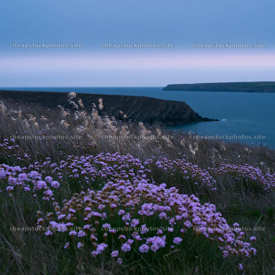 Coastal meadow with flowers and ocean view at dusk – stock photos 7938x7938