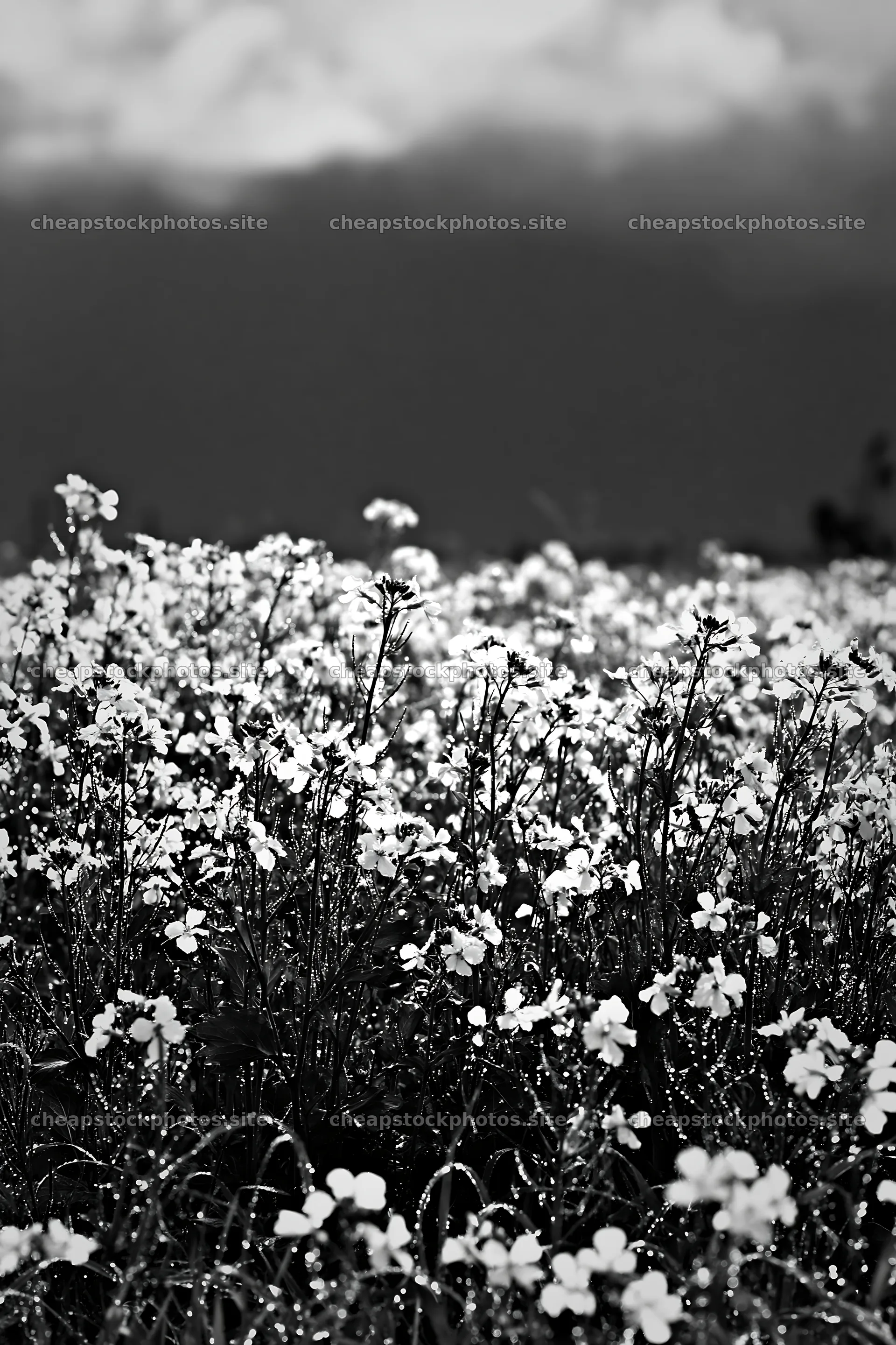 Niigata floodplain restoration meadow dew foreground – stock photos 6480x9722