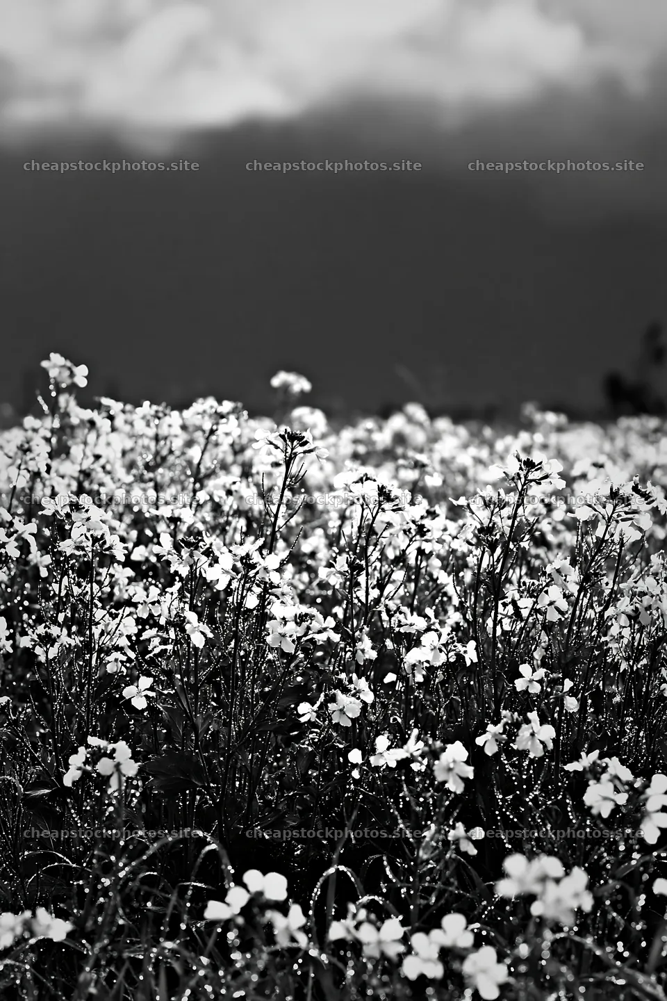 Niigata floodplain restoration meadow dew foreground – stock photos 6480x9722