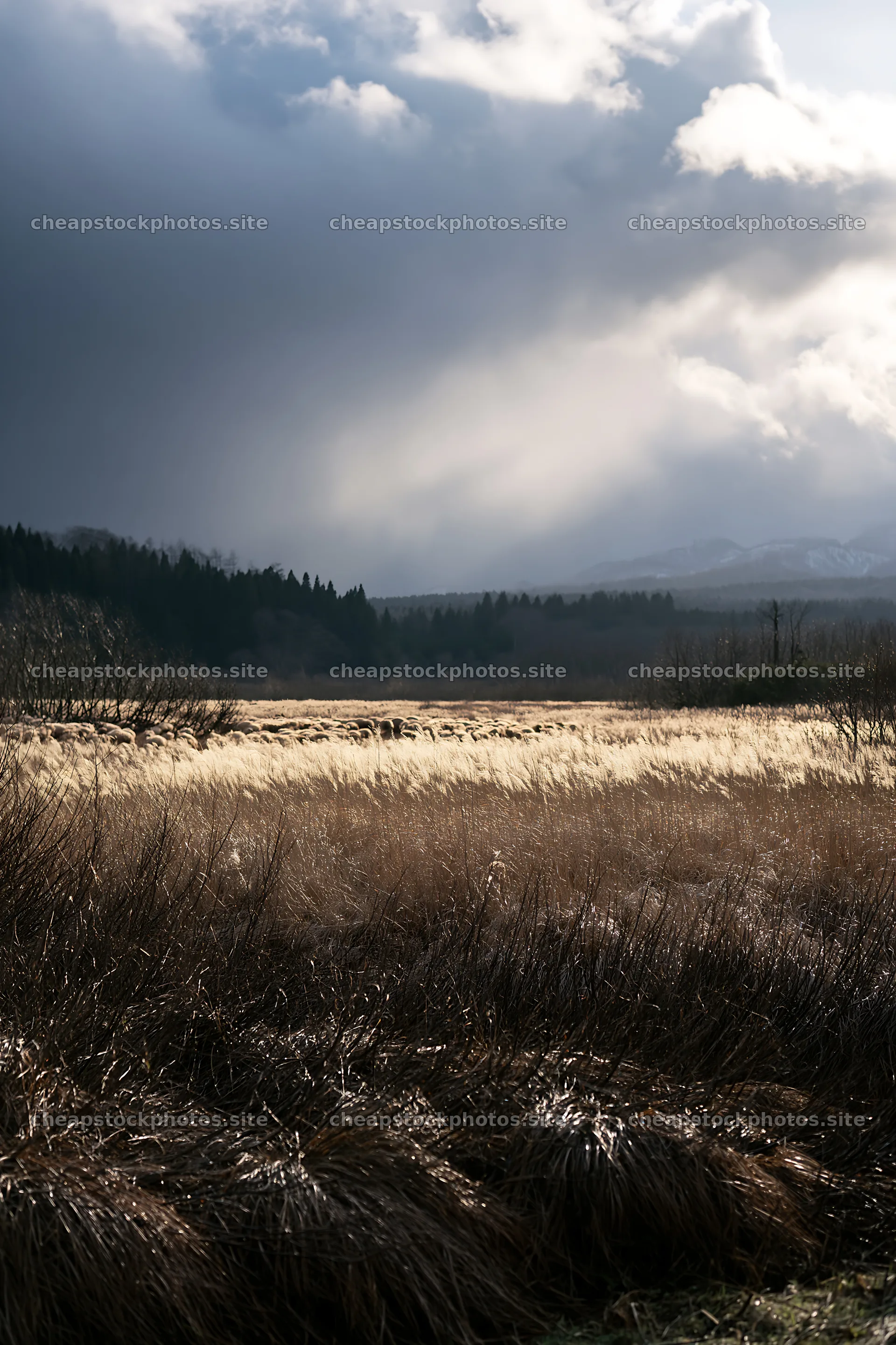 Akita snowmelt meadow with silver grasses under cloudy sky – stock photos 6480x9722