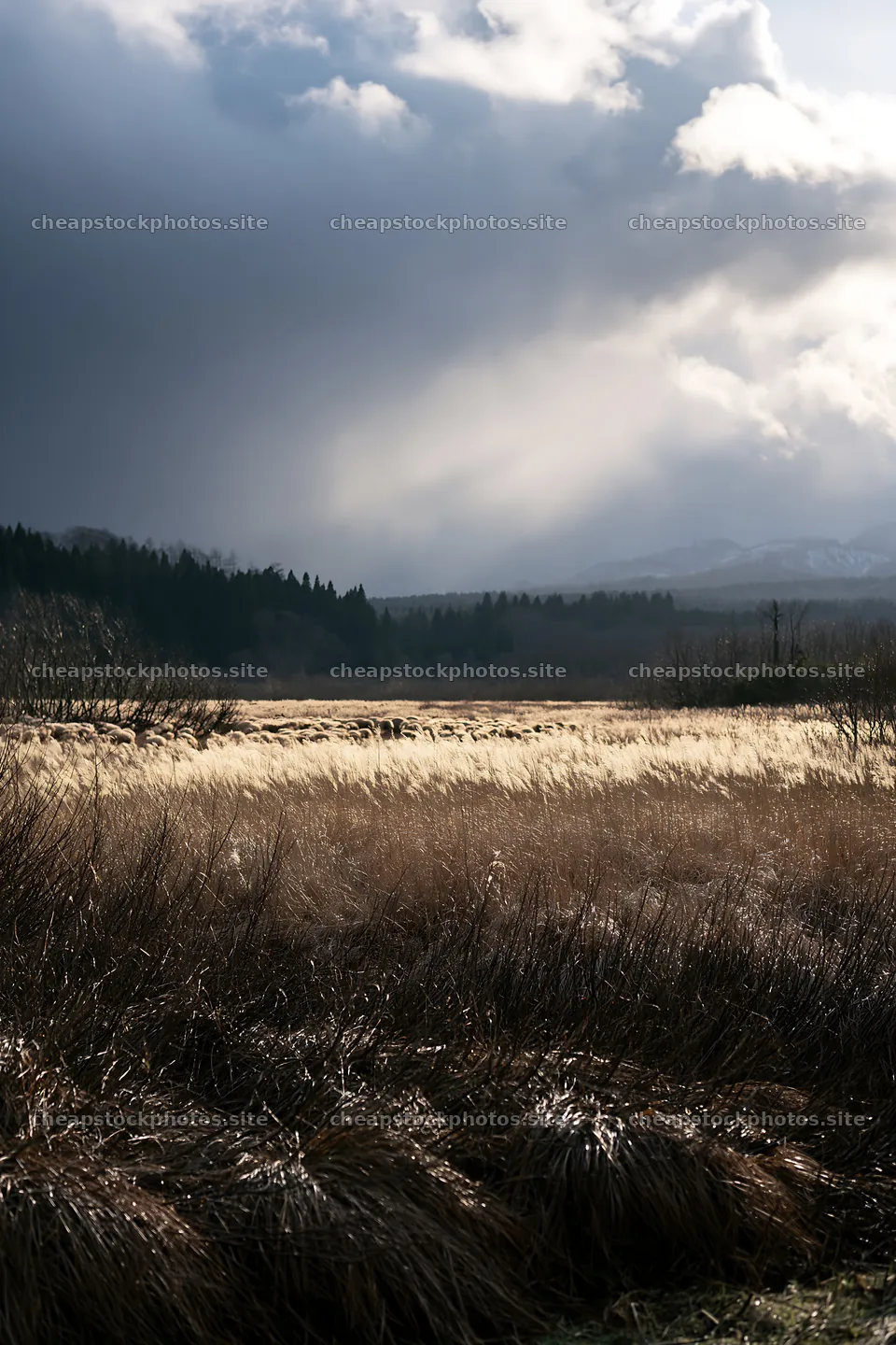 Akita snowmelt meadow with silver grasses under cloudy sky – stock photos 6480x9722