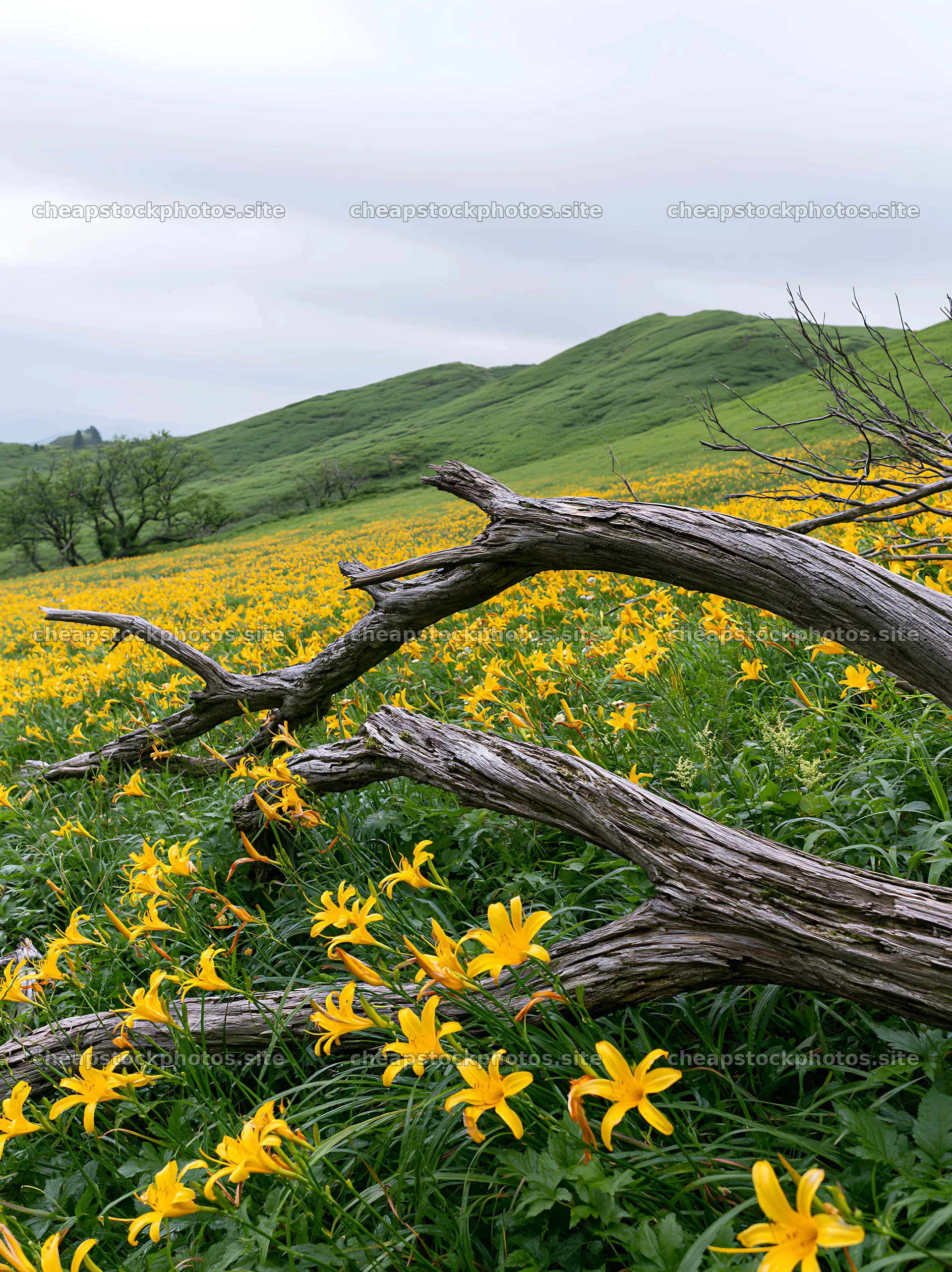 Yamagata rewilded meadow fallen branch foreground with yellow flowers – stock photos 6866x9174