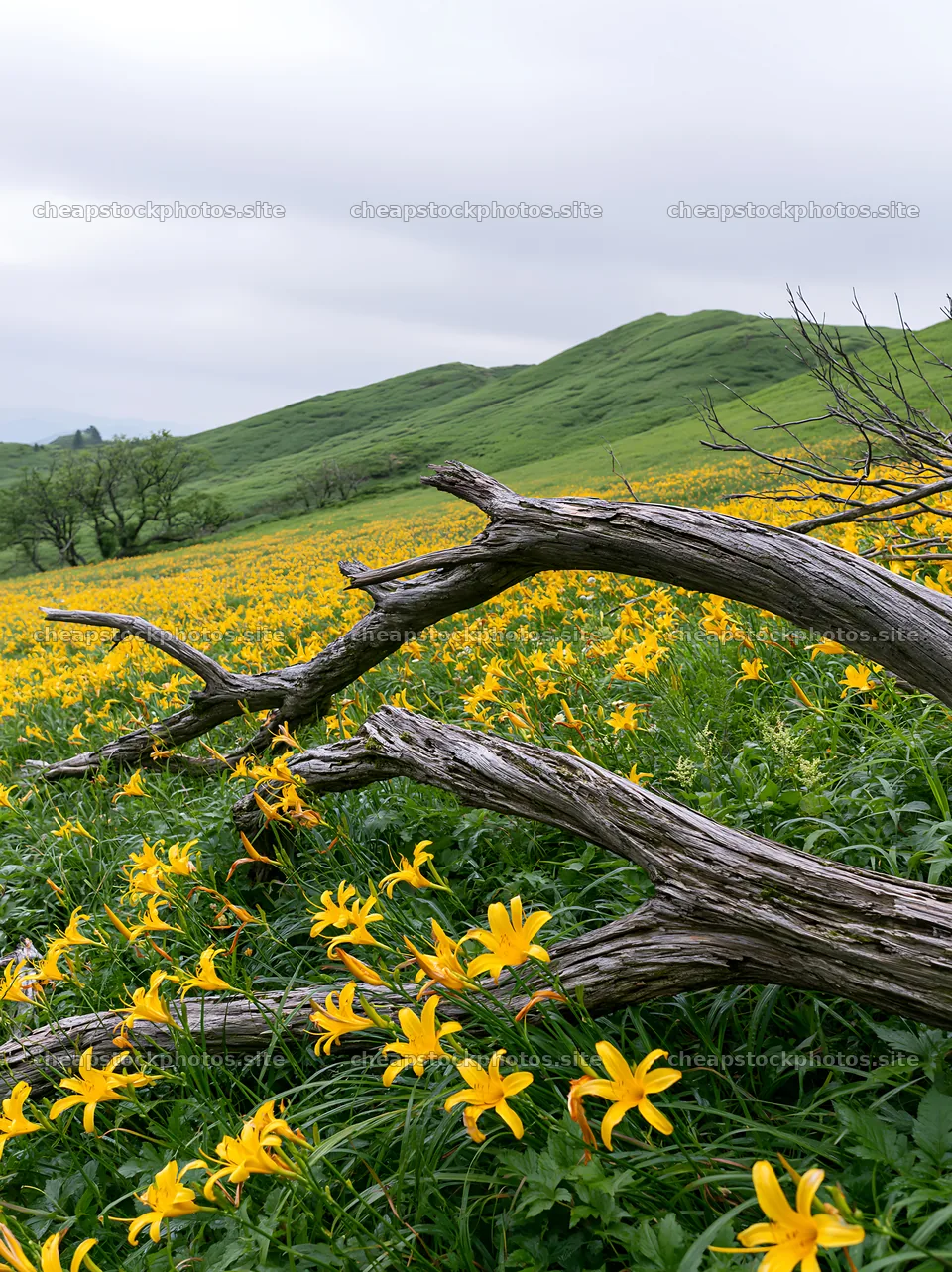 Yamagata rewilded meadow fallen branch foreground with yellow flowers – stock photos 6866x9174