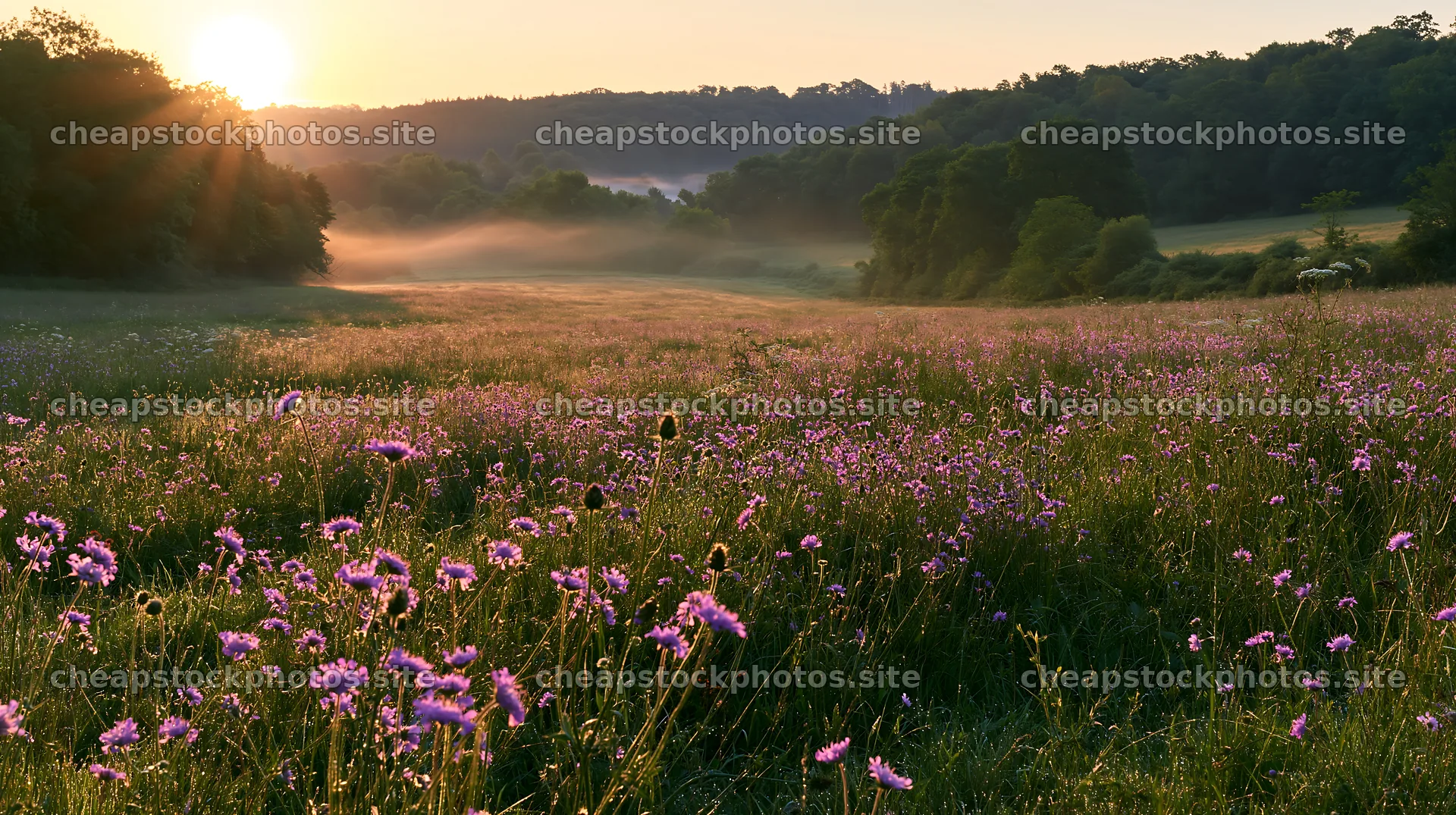 Meadow with knapweed at sunrise in a lush landscape – stock photos 10608x5938