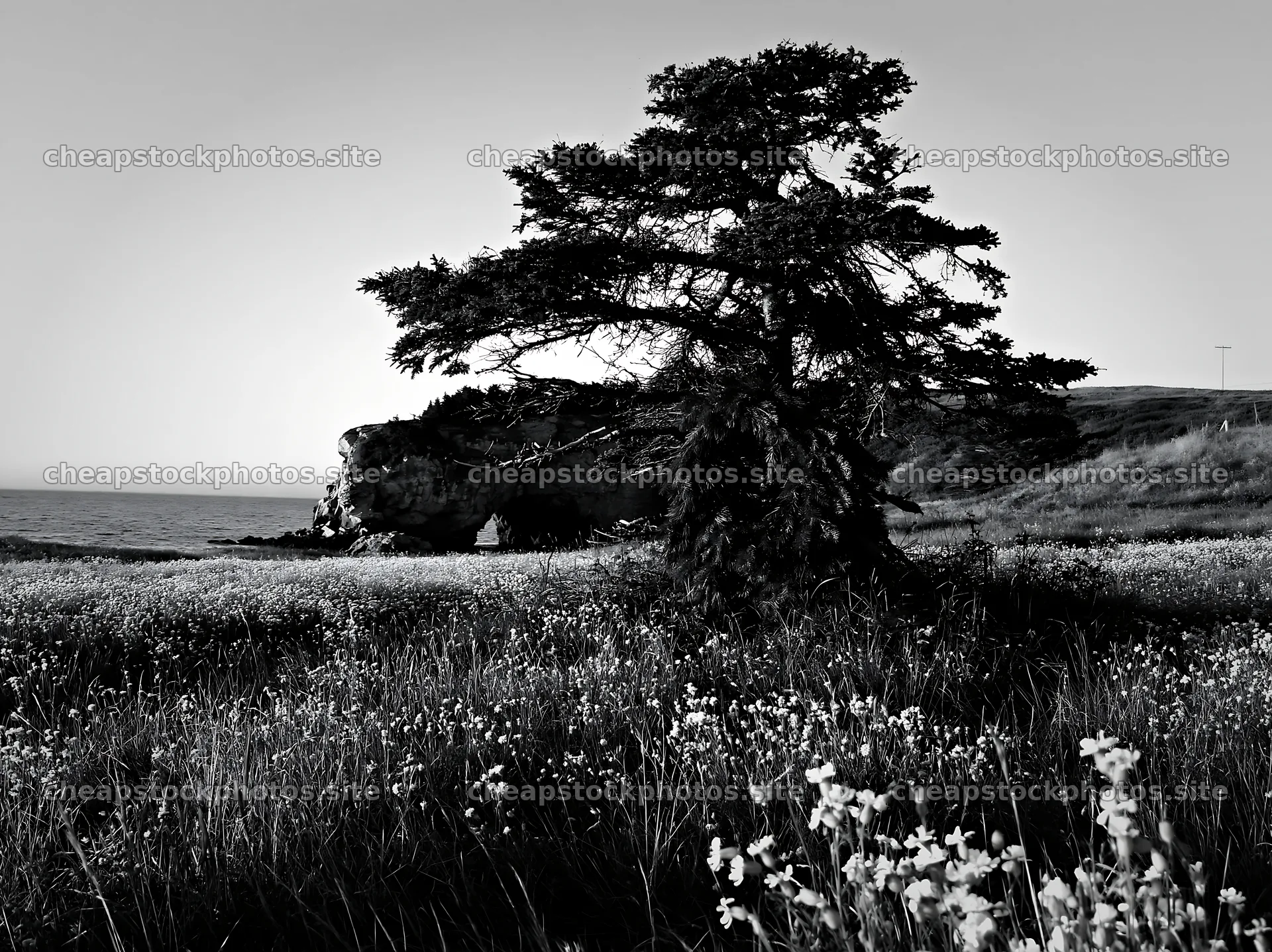 Christmas tree in meadow near a cave by the sea – stock photos 9174x6866