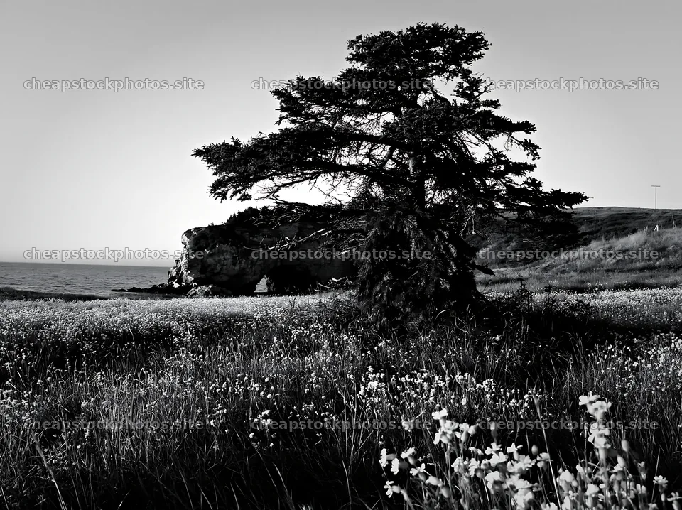 Christmas tree in meadow near a cave by the sea – stock photos 9174x6866