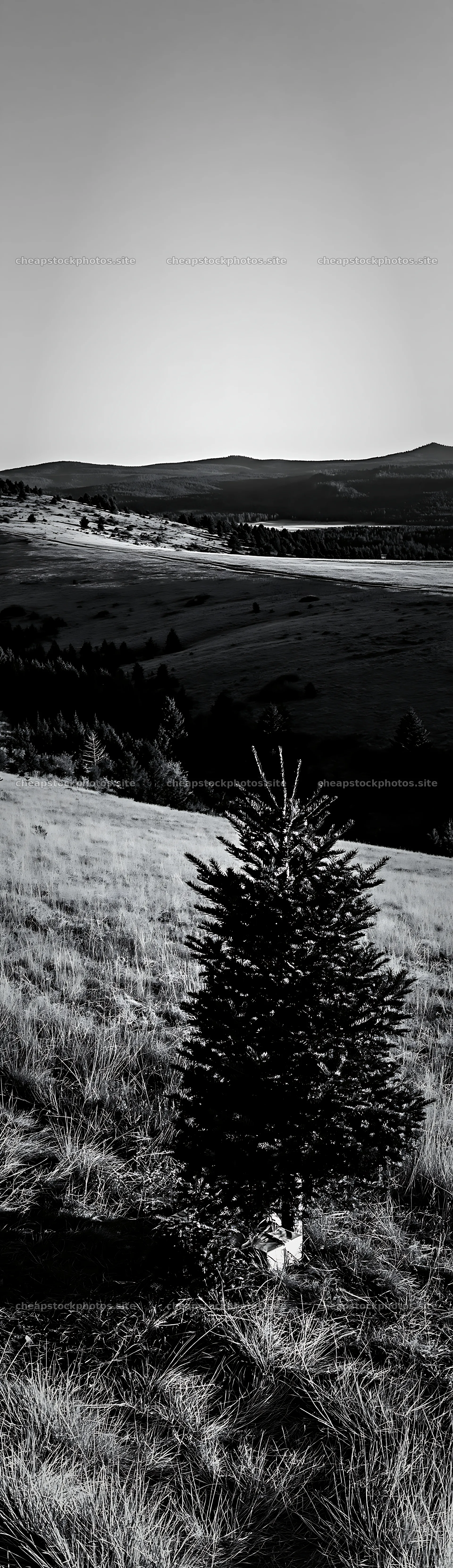Evergreen tree in a vast landscape under clear sky – stock photos 4268x14762