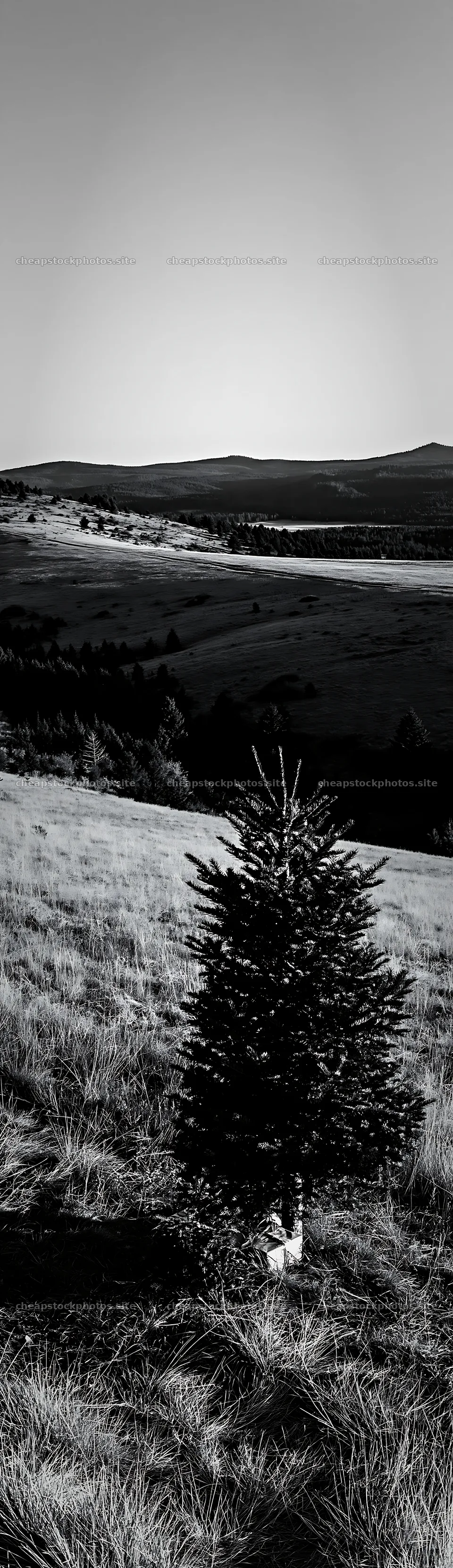 Evergreen tree in a vast landscape under clear sky – stock photos 4268x14762