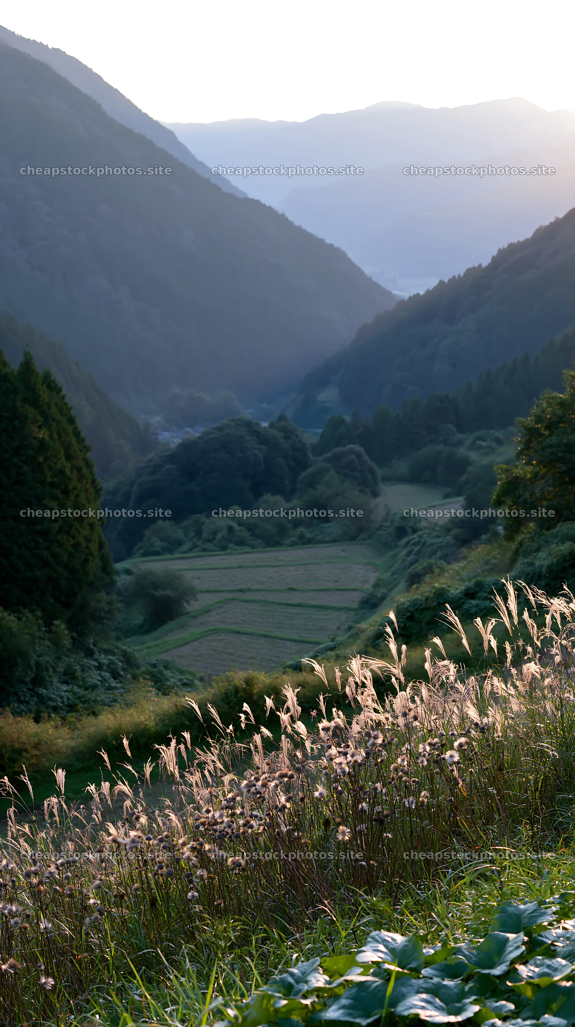 Ehime twilight meadow with dry seedheads – stock photos 5938x10608