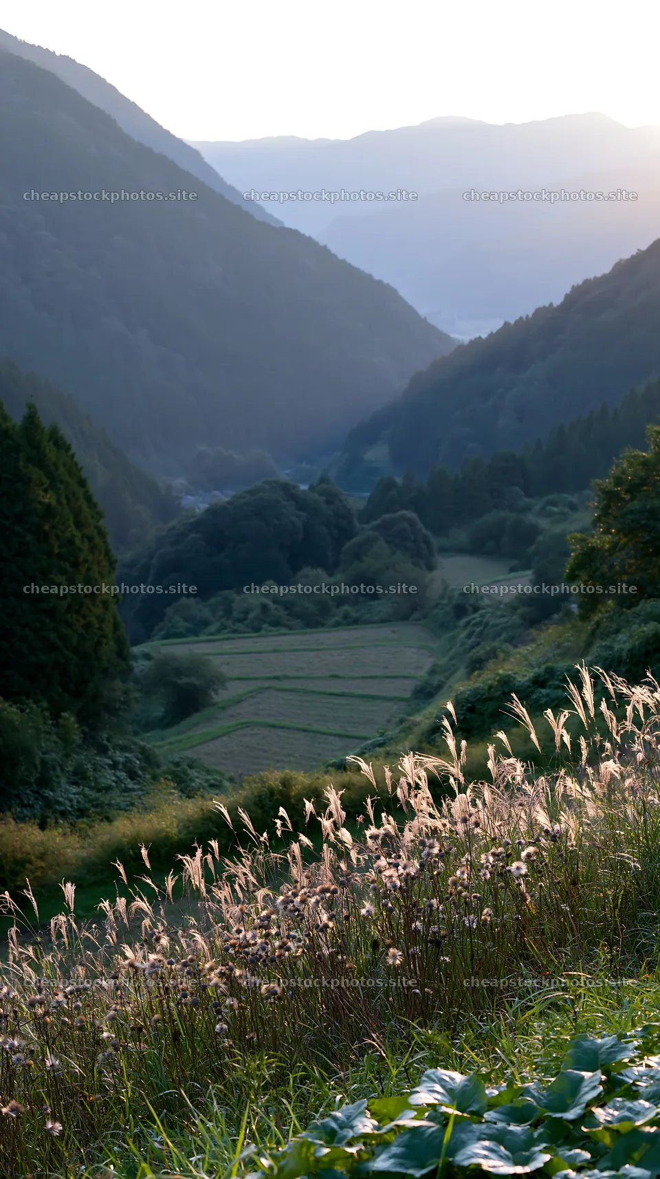 Ehime twilight meadow with dry seedheads – stock photos 5938x10608