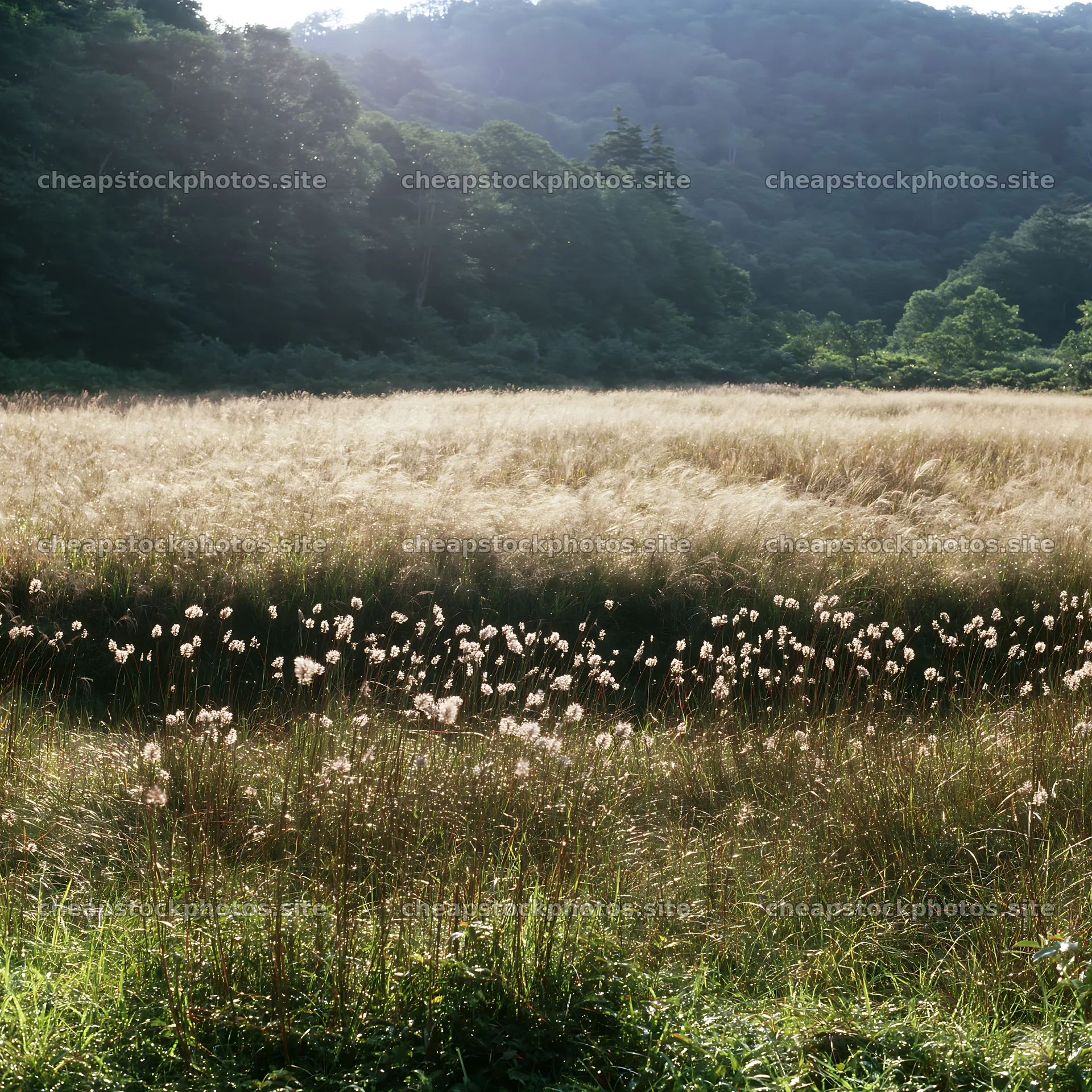Iwate rain refreshed meadow seedhead foreground – stock photos 7938x7938