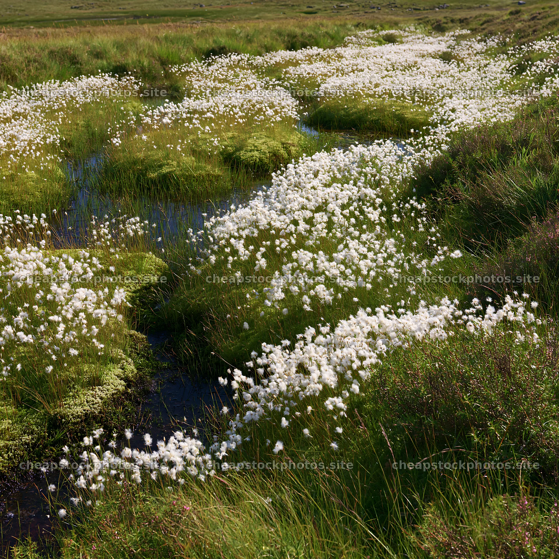 Cottongrass meadow glow in a lush green landscape – stock photos 7938x7938