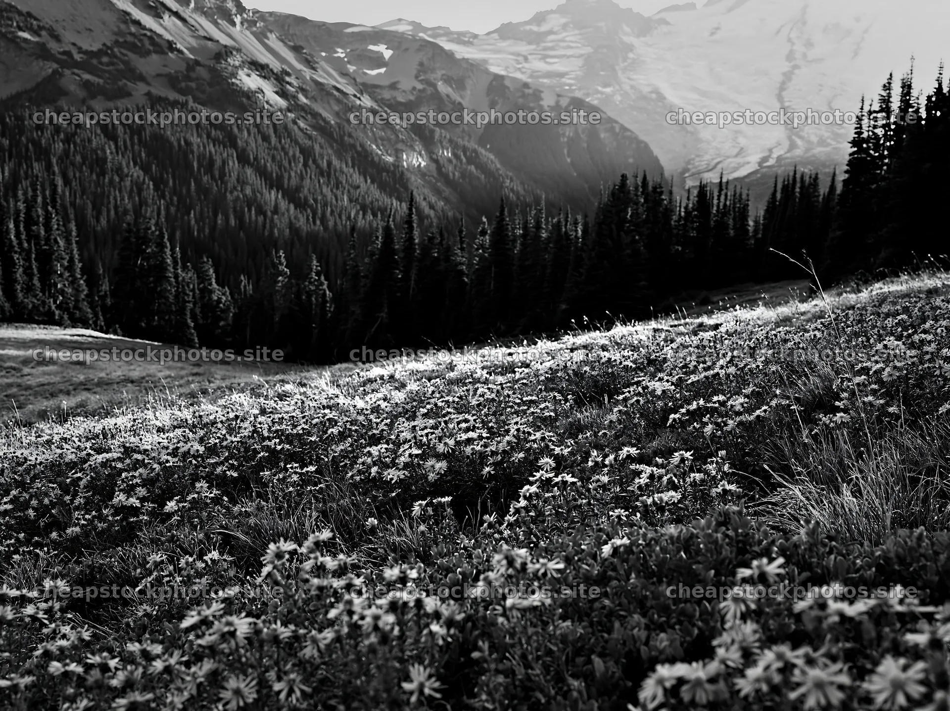 Mount Rainier wildflower meadow sunrise brings vibrant colors – stock photos 9174x6866