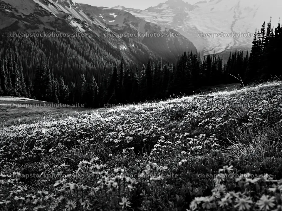 Mount Rainier wildflower meadow sunrise brings vibrant colors – stock photos 9174x6866