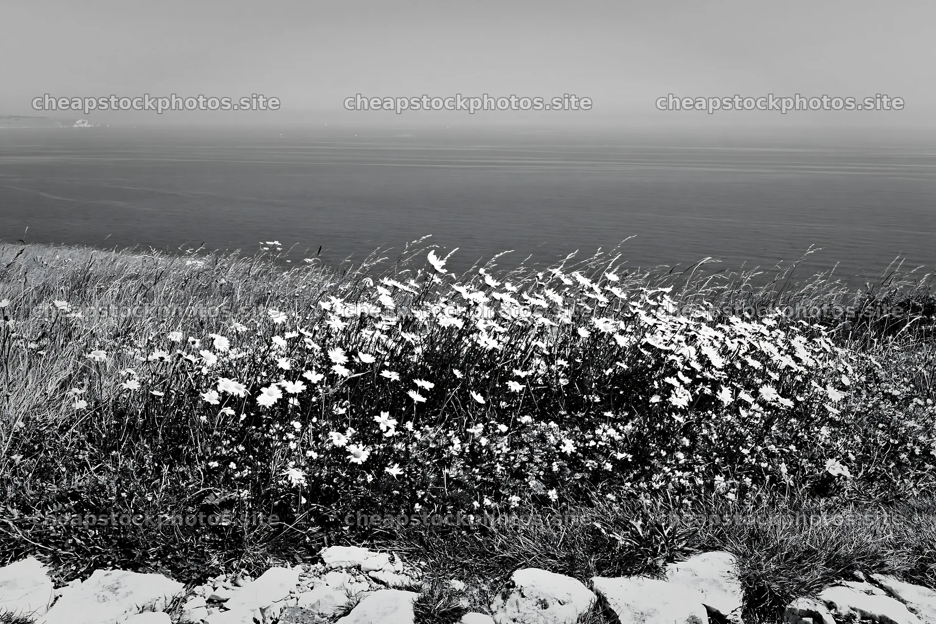 Coastal cliff meadow with flowers overlooking the sea – stock photos 9722x6480